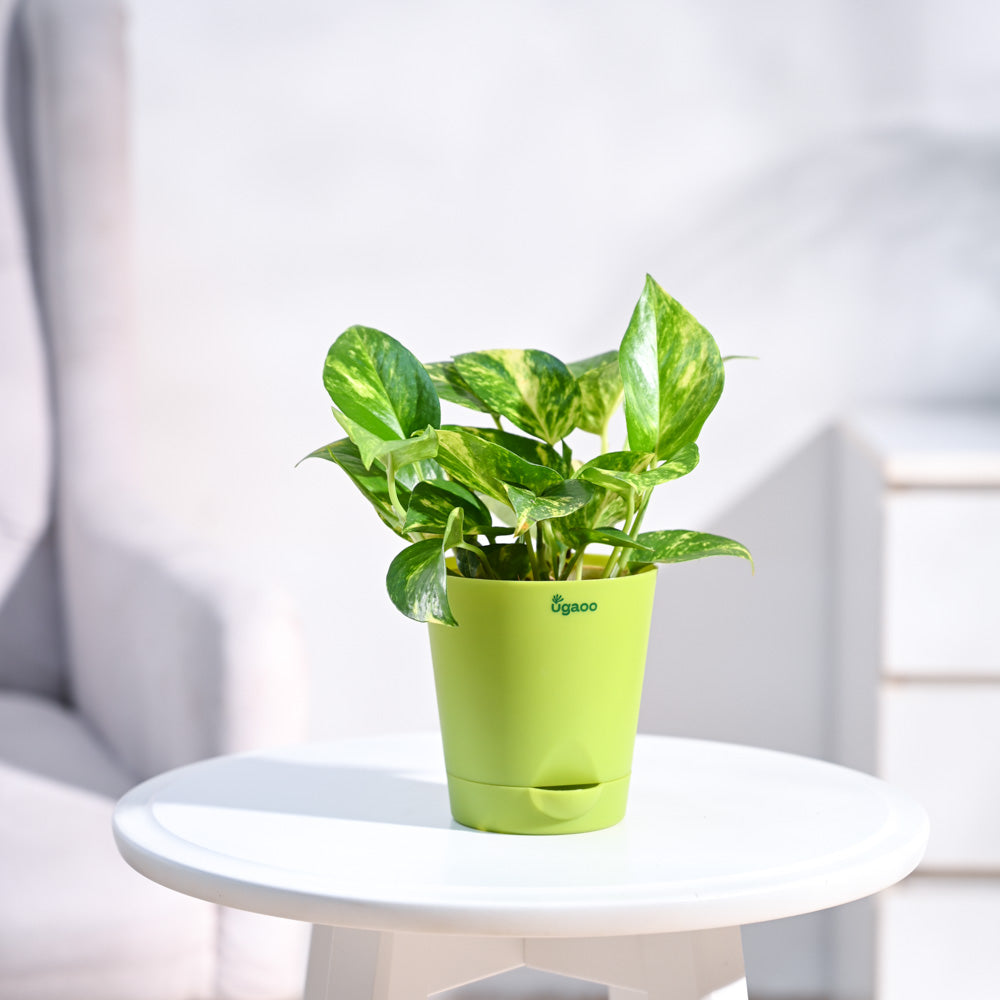 Money Plant Variegated