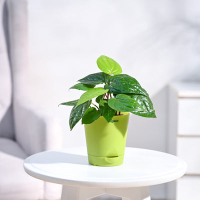 Betel Leaf Plant (Magai Paan)