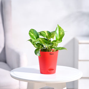 Money Plant Variegated