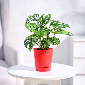 Broken Heart Plant