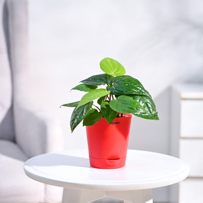 Betel Leaf Plant (Magai Paan)