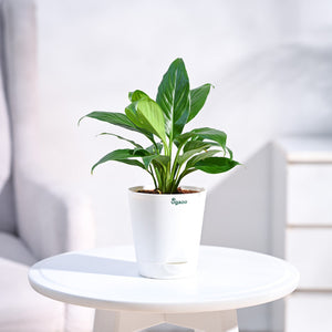 Peace Lily Plant