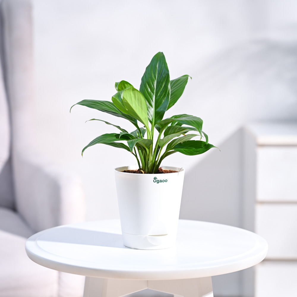 Peace Lily Plant