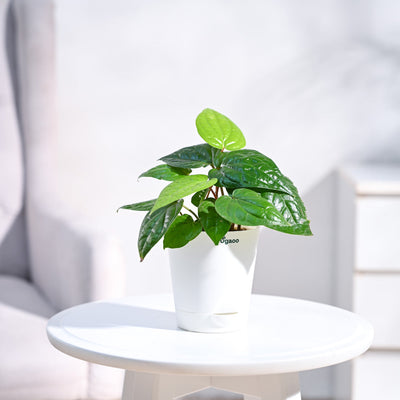 Betel Leaf Plant (Magai Paan)