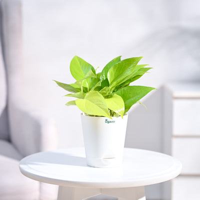 Money Plant Golden