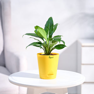 Peace Lily Plant