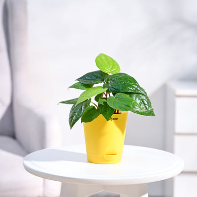 Betel Leaf Plant (Magai Paan)