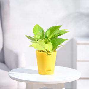 Money Plant Golden