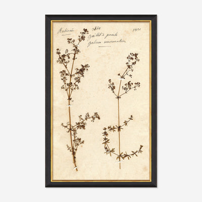 Herbarium B Wall Art