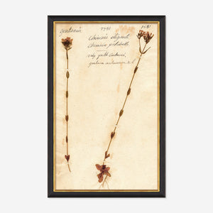 Herbarium D Wall Art