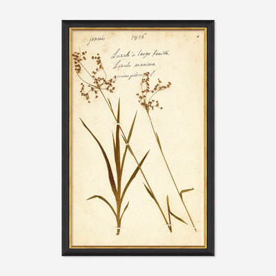 Herbarium E Wall Art