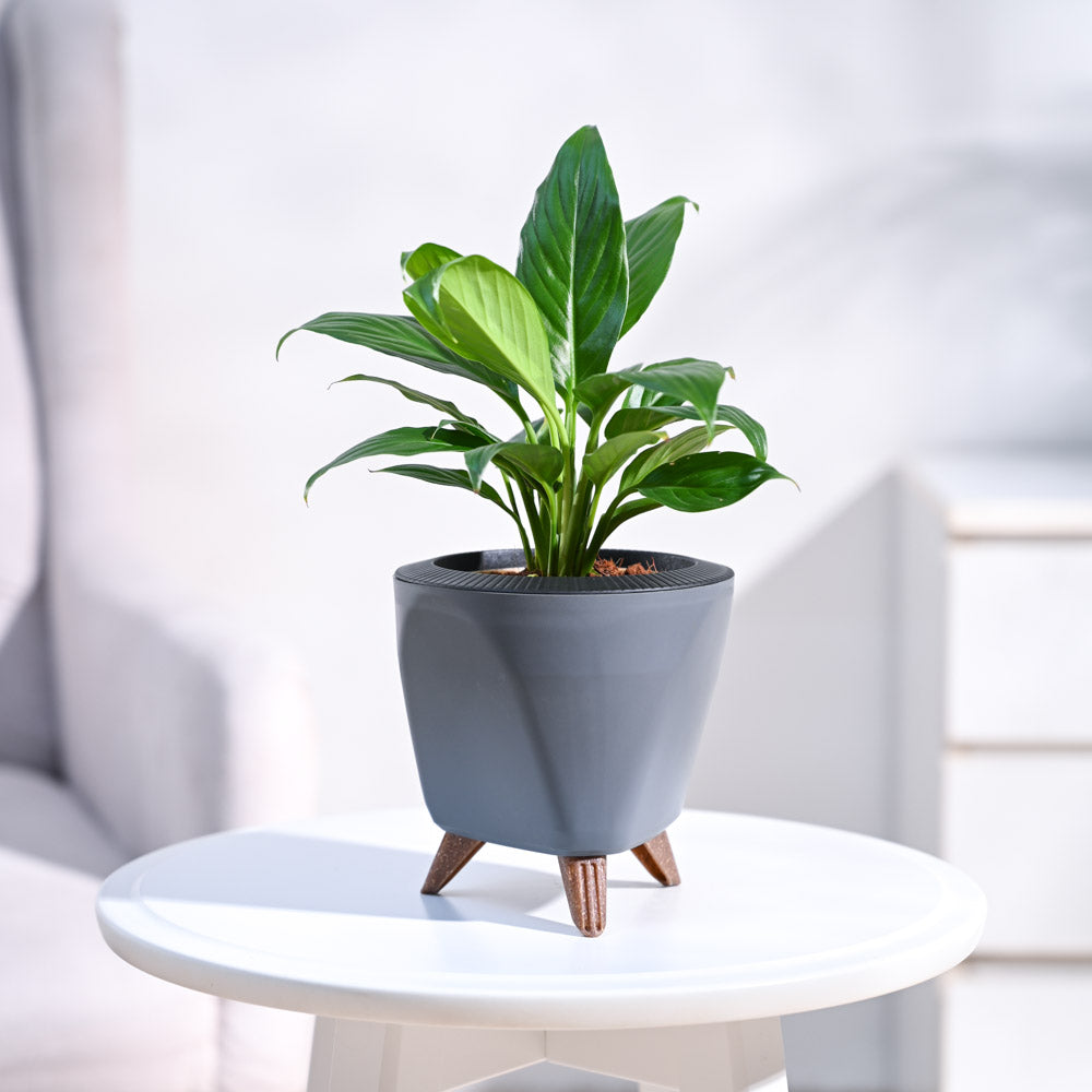 Peace Lily Plant
