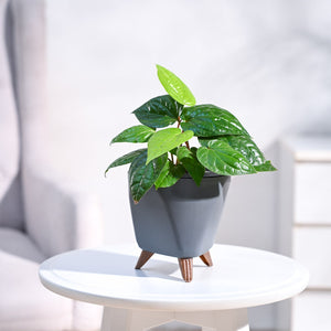 Betel Leaf Plant (Magai Paan)