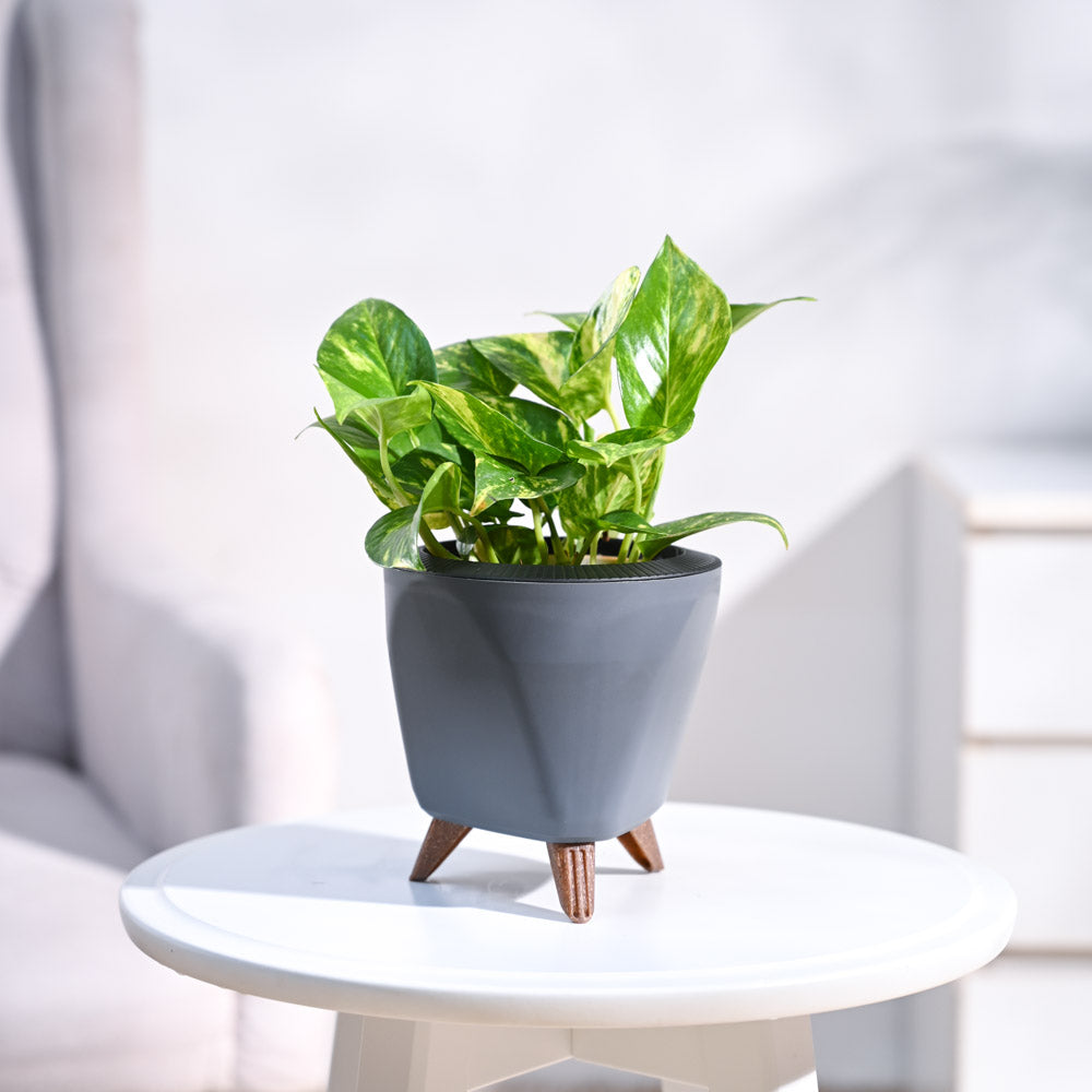 Money Plant Variegated