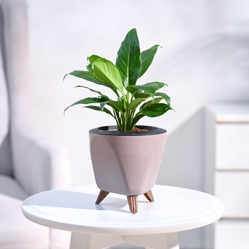 Peace Lily Plant