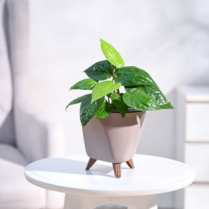 Betel Leaf Plant (Magai Paan)