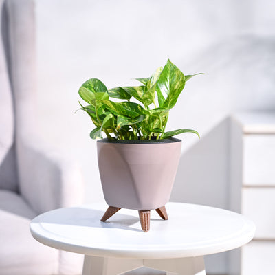 Money Plant Variegated