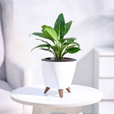 Peace Lily Plant