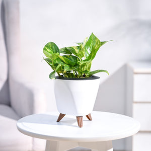 Money Plant Variegated