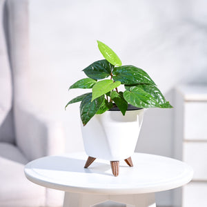 Betel Leaf Plant (Magai Paan)