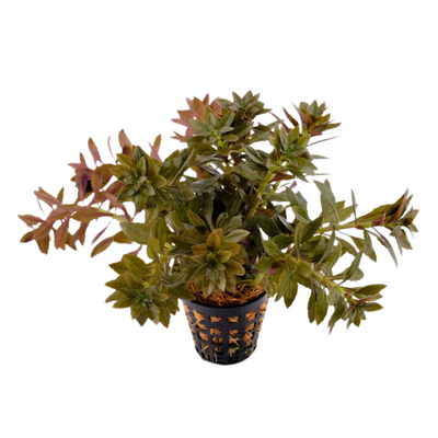 Limnophila Aromatica 