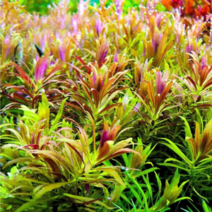 Limnophila Aromatica 