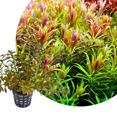 Limnophila Aromatica 