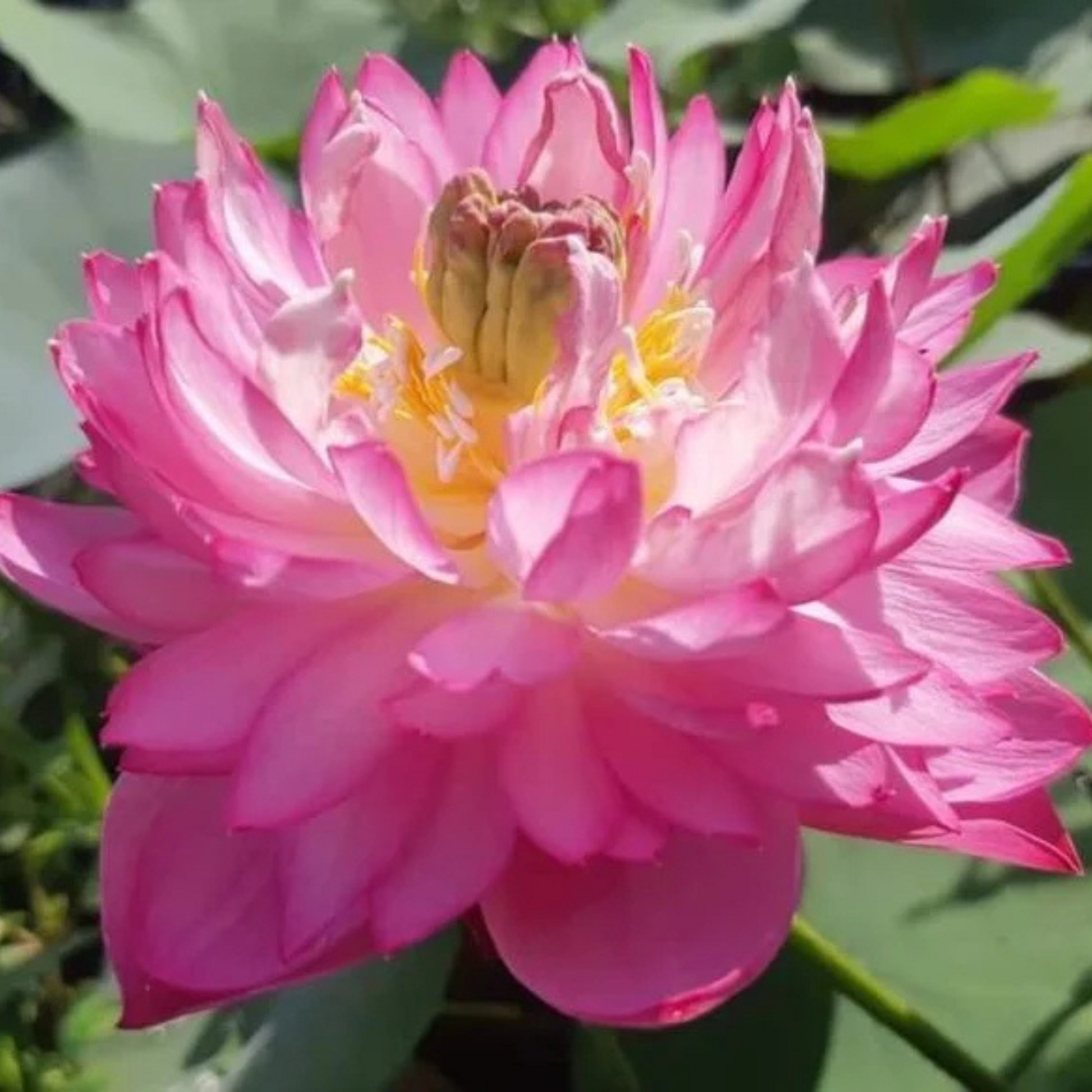 Lotus Tuber Amery Peony