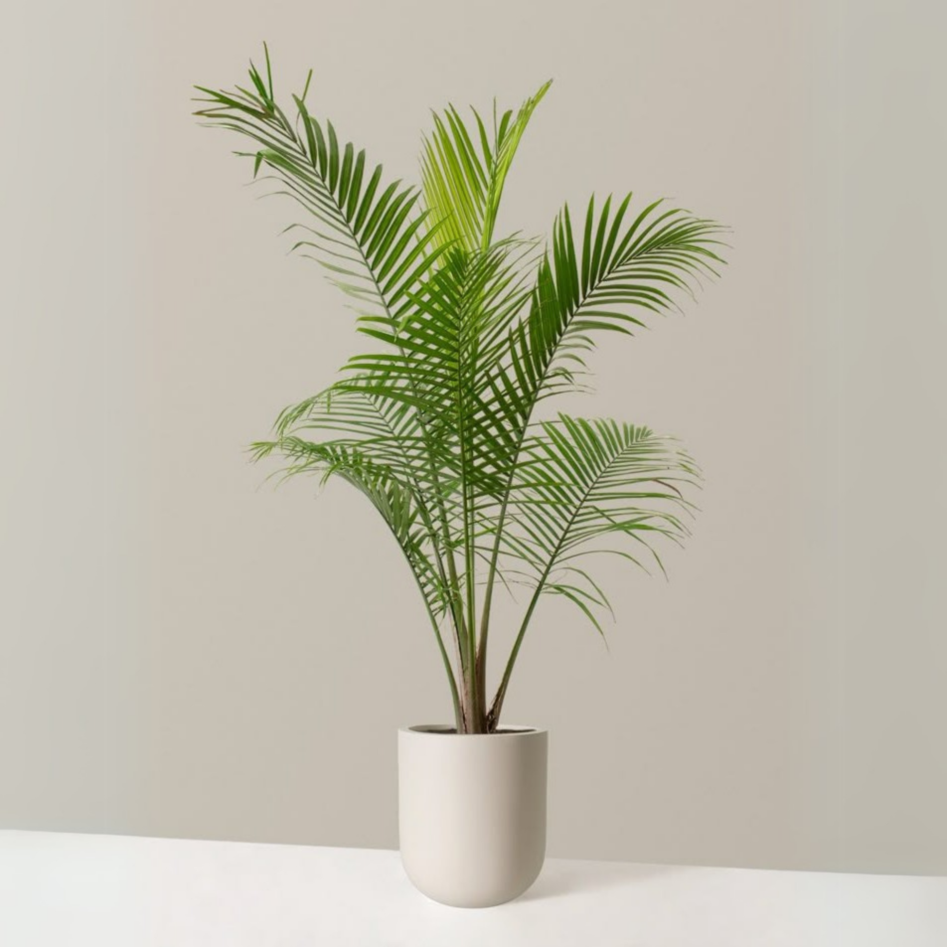 Majesty Palm (Ravenea rivularis) Indoor / Outdoor Live Plant