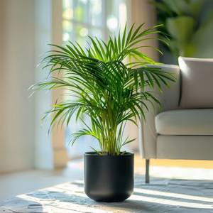 Majesty Palm (Ravenea rivularis) Indoor / Outdoor Live Plant