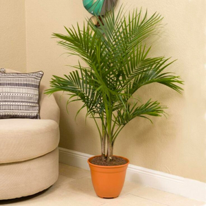 Majesty Palm (Ravenea rivularis) Indoor / Outdoor Live Plant