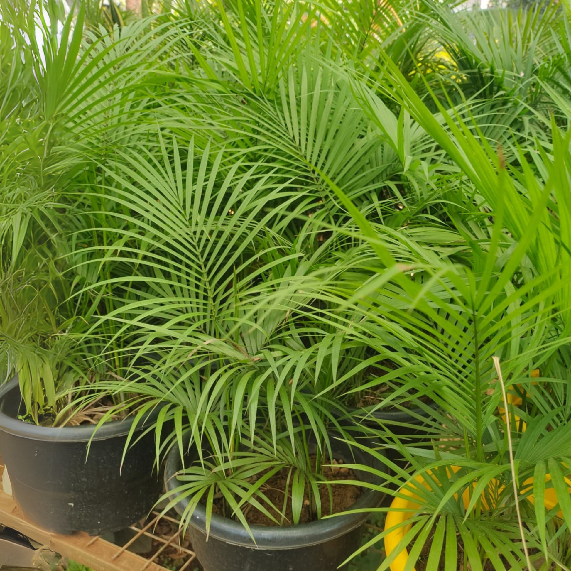 Majesty Palm (Ravenea rivularis) Indoor / Outdoor Live Plant