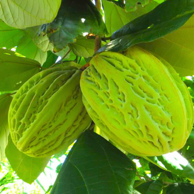 Mocambo / White Cacao (Theobroma Bicolor) Fruit Live Plant
