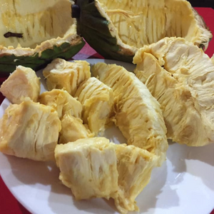 Mocambo / White Cacao (Theobroma Bicolor) Fruit Live Plant