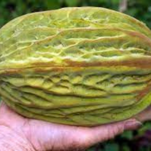 Mocambo / White Cacao (Theobroma Bicolor) Fruit Live Plant