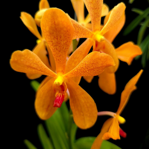 Mokara Omyai Orange