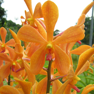 Mokara Omyai Orange