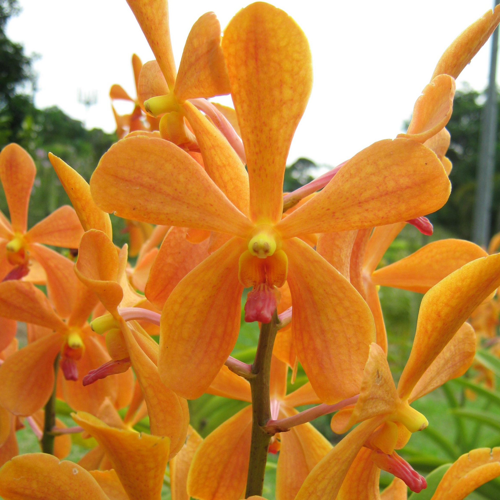 Mokara Omyai Orange