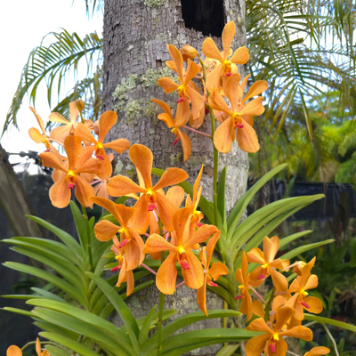 Mokara Omyai Orange