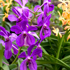 Mokara Purple 'V'