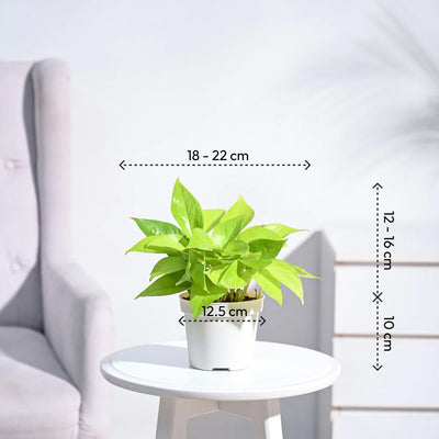 Money Plant Golden