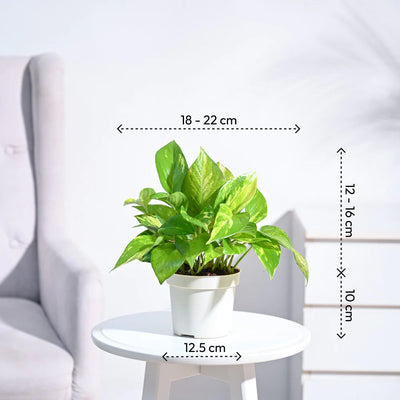 Money Plant Variegated