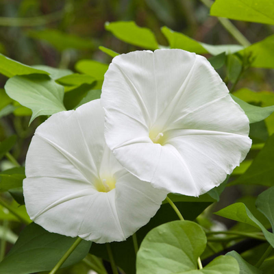 Morning Glory White (Ipomoea) All Time Flowering Live Plant