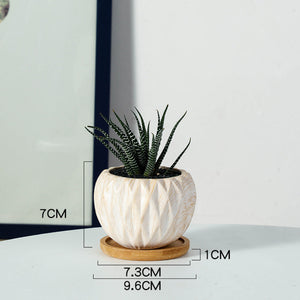 Succulent Planter