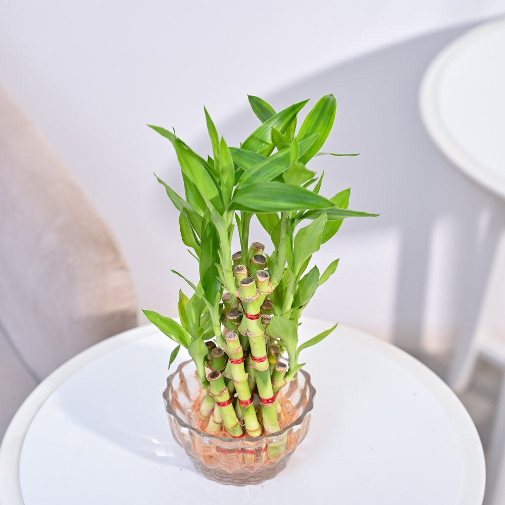 Lucky Bamboo Plant- Pyramid