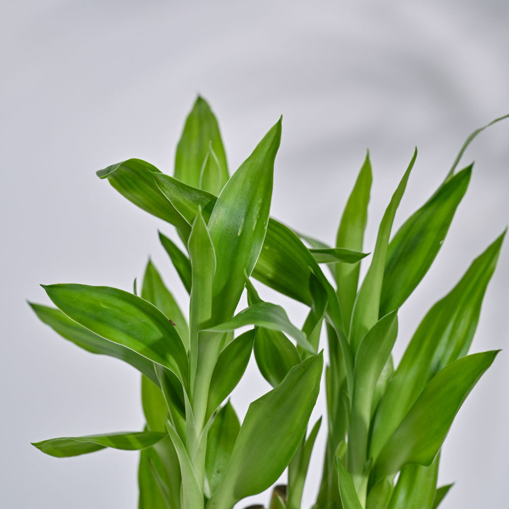 lucky bamboo pyramid Lucky Bamboo Plant- Pyramid 3 Layer / Lotus Bowl | Indoor