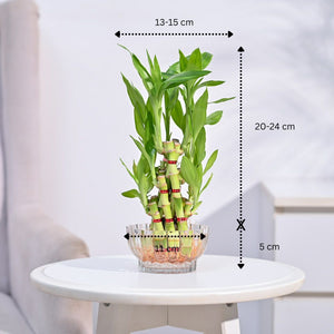 Lucky Bamboo Plant- Pyramid