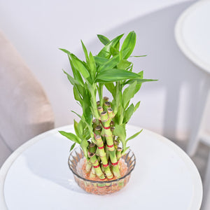 Lucky Bamboo Plant- Pyramid