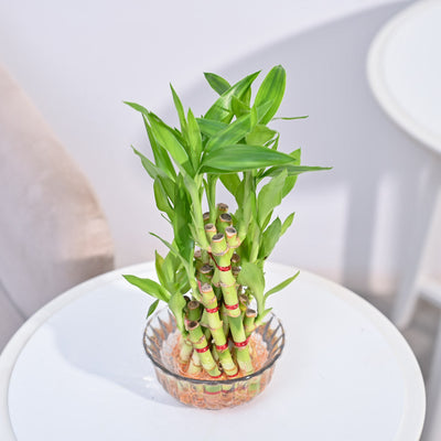 Lucky Bamboo Plant- Pyramid