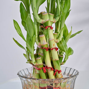 Lucky Bamboo Plant- Pyramid